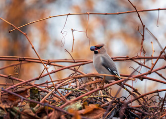 Waxwing bird sitting on a branch in an autumn garden and eating ripe grapes