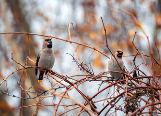 birds waxwing sitting on a branch in an autumn garden and eating ripe berries of blue grapes