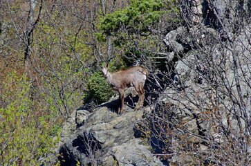 Wild goat standing on the rock. Rupicapra rupicapra