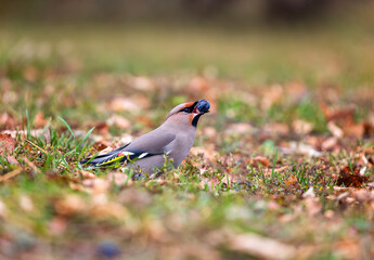 Portrait of a waxwing bird sitting on a branch in an autumn garden with a grape berry in its beak