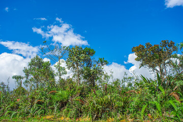 A lush view of diverse vegetation under a bright blue sky in Puracé National Park, Colombia, highlighting the importance of conservation.