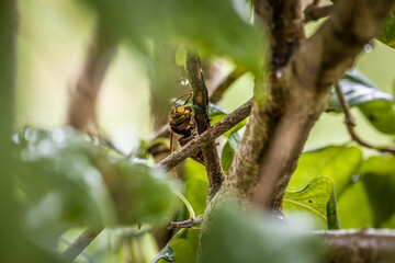 Eine Hornisse knabbert und frisst die Rinde eines Asts eines Fliederbaum, Deutsschland