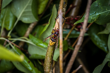 Eine Hornisse knabbert und frisst die Rinde eines Asts eines Fliederbaum, Deutsschland