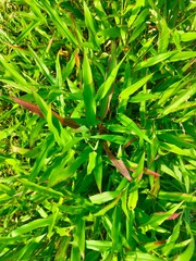 close up of a green plant