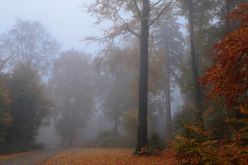 Herbstwald Nebel