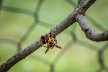 Eine Hornisse knabbert und frisst die Rinde eines Asts eines Fliederbaum, Deutsschland