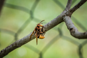 Eine Hornisse knabbert und frisst die Rinde eines Asts eines Fliederbaum, Deutsschland
