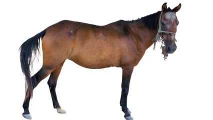 Paso Fino Horse (Equus ferus caballus) Elegant Gaited Breed Standing Outdoors in Nature. Graceful Domestic Horse with Unique Movement for Farm, Culture, and Equine Themes. PNG File