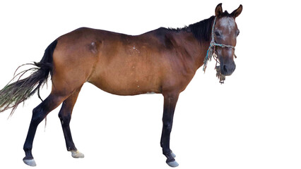 Paso Fino Horse (Equus ferus caballus) Elegant Gaited Breed Standing Outdoors in Nature. Graceful...