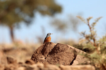 Common rock thrush, Monticola saxatilis