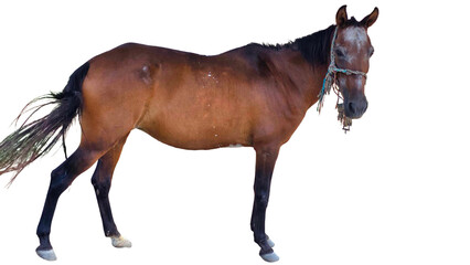 Paso Fino Horse (Equus ferus caballus) Elegant Gaited Breed Standing Outdoors in Nature. Graceful...