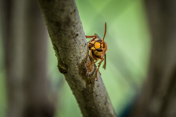 Eine Hornisse knabbert und frisst die Rinde eines Asts eines Fliederbaum, Deutsschland