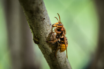 Eine Hornisse knabbert und frisst die Rinde eines Asts eines Fliederbaum, Deutsschland