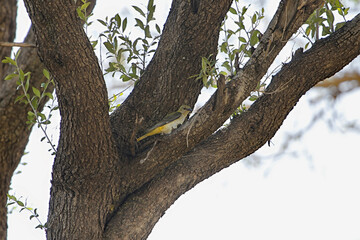 Eurasian golden oriole, Oriolus oriolus, in a tree