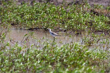 Marsh sandpiper, Tringa stagnatilis, on a wetland
