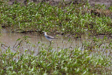 Marsh sandpiper, Tringa stagnatilis, on a wetland