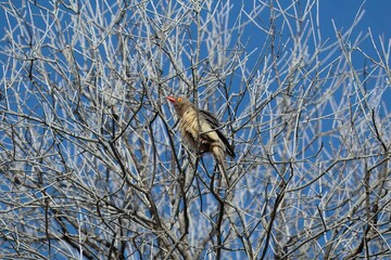 Red-billed oxpecker, Buphagus erythrorynchus