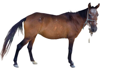 Paso Fino Horse (Equus ferus caballus) Elegant Gaited Breed Standing Outdoors in Nature. Graceful...