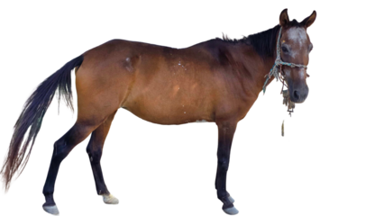 Paso Fino Horse (Equus ferus caballus) Elegant Gaited Breed Standing Outdoors in Nature. Graceful Domestic Horse with Unique Movement for Farm, Culture, and Equine Themes. PNG File