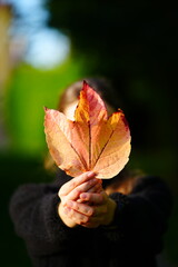 Person holding bright red and yellow autumn leaves toward the camera, symbolizing the beauty and warmth of fall.
