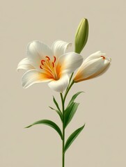 Obraz premium Elegant White Lily Flower, white and orange, natural beauty and floral charm 
