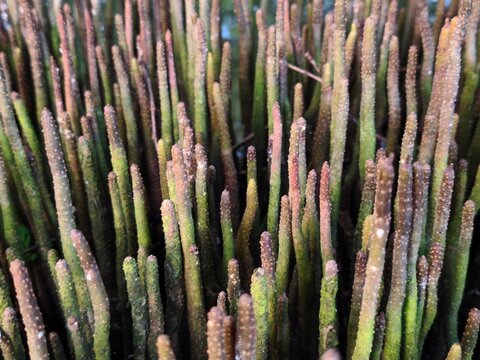 Mangrove pneumatophores grow vertically, helping the roots to breathe underwater.
