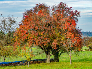 Brennholzlager im Herbst