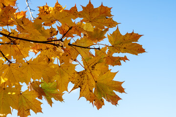 Yellow and orange maple leaves against a clear blue sky, symbolizing autumn and nature’s transition.