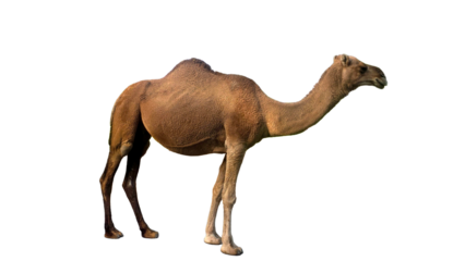 Dromedary Camel, Also Known as Arabian Camel (Camelus dromedarius) Isolated on a White Background with Copy Text Space. Desert Dromedary Camel for Wildlife Posters, Zoology Study, and Cultural PNG 