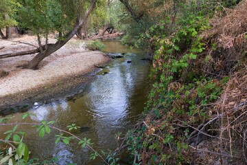 Serene afternoon at a quiet river surrounded by lush trees and sandy banks near a peaceful forest