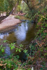 Serene river flowing peacefully through a forested area in the late afternoon sunlight near a gravel bank