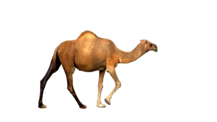 Dromedary Camel, Also Known as Arabian Camel (Camelus dromedarius) Isolated on a White Background with Copy Text Space. Desert Dromedary Camel for Wildlife Posters, Zoology Study, and Cultural PNG 