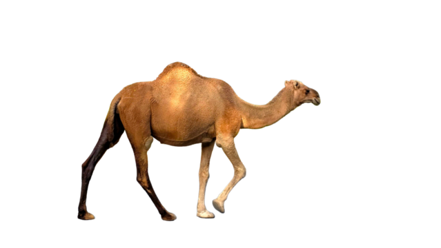 Dromedary Camel, Also Known as Arabian Camel (Camelus dromedarius) Isolated on a White Background with Copy Text Space. Desert Dromedary Camel for Wildlife Posters, Zoology Study, and Cultural PNG 