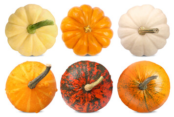Different fresh pumpkins isolated on white, set. Vegetables of gourd family
