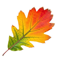 Fototapeta premium Vibrant autumn leaf with multicolor gradient on transparent background