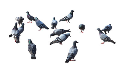 Rock Dove (Columba livia) Isolated on a White Background with Copy Text Space. Common Urban Pigeon Species Perfect for Wildlife Posters, Ornithology Studies, and Nature-Inspired Designs. PNG File.