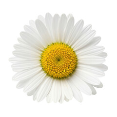 Bright white daisy with yellow center on transparent background