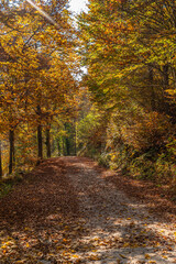 I fantastici colori dell’autunno nei boschi della meravigliosa Valle Pesio