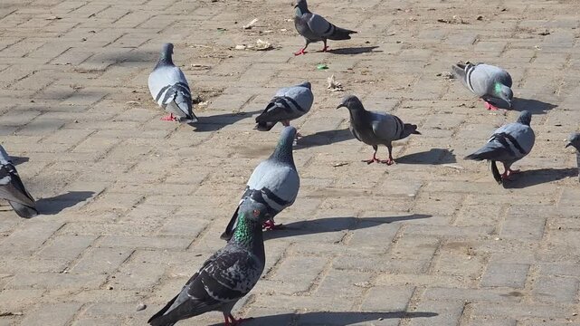 Rock Dove (Columba livia) Flock Drinking Water 4K Footage &ndash; Group of Rock Doves by Lakeside, Wild Pigeons Drinking and Bathing in Natural Habitat