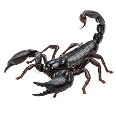 Detailed close-up of black scorpion with raised tail on transparent background