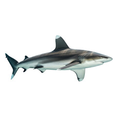 Obraz premium Realistic grey shark on transparent background