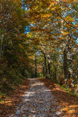 I fantastici colori dell’autunno nei boschi della meravigliosa Valle Pesio © alessandrogiam