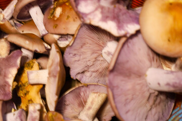An abstract close-up shot depicts wild mushrooms with purple gills and stems, emphasizing the delicate texture and unusual hues of nature.