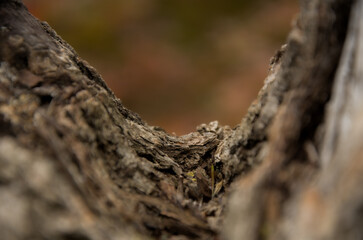Rough Tree Bark Texture Macro Detail Framing Soft Earth Tone Bokeh