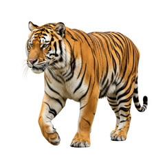 Fototapeta premium Majestic tiger striding forward with regal elegance on transparent background