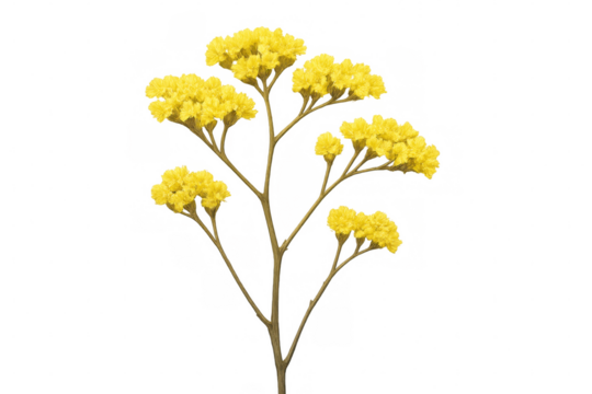 Yellow goldenrod flowers blooming on a stemmed plant, representing summer, nature, and botanical beauty, transparent background