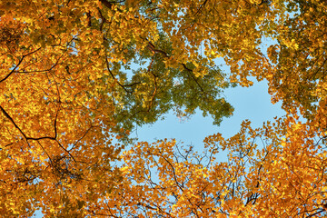 Bright golden autumn forest under clear blue sky. Warm seasonal background symbolizing comfort, coziness, and nature beauty. Perfect for ads, posters, travel, wellness, and lifestyle design.