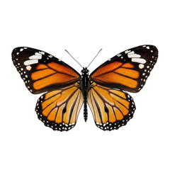 Fototapeta premium Orange and black monarch butterfly with white spots on transparent background