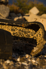 Close-up of barnacles encrusting weathered debris on a rocky beach during golden hour.