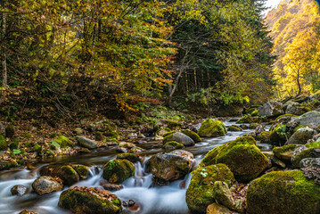 I fantastici colori dell’autunno nei boschi della meravigliosa Valle Pesio © alessandrogiam